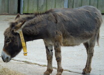 Missing trimmed donkey